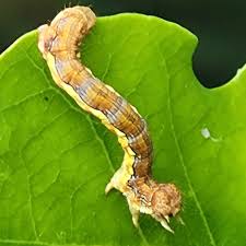 Attēlu rezultāti vaicājumam “Erannis defoliaria larva”