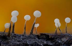 Attēlu rezultāti vaicājumam “Comatricha ellae macro”