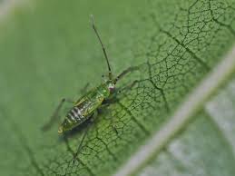 Attēlu rezultāti vaicājumam “Blepharidopterus angulatus”