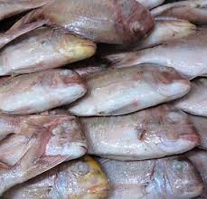 Image result for Dentex dentex