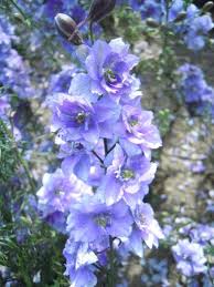 Attēlu rezultāti vaicājumam “Consolida regalis”