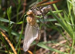 Attēlu rezultāti vaicājumam “Cordulia aenea”