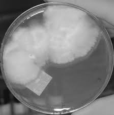 Attēlu rezultāti vaicājumam “Oxyporus corticola”