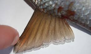 Image result for Rutilus heckelii