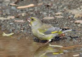 Attēlu rezultāti vaicājumam “Chloris chloris”