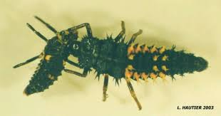 Attēlu rezultāti vaicājumam “Adalia bipunctata larva”