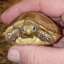 Attēlu rezultāti vaicājumam “Tortula lingulata”