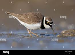 Attēlu rezultāti vaicājumam “Charadrius dubius adult”