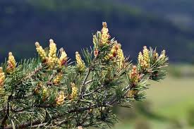 Attēlu rezultāti vaicājumam “Pinus sylvestris male flower”