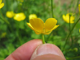 Attēlu rezultāti vaicājumam “Ranunculus repens flower”