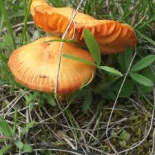 Attēlu rezultāti vaicājumam “Hygrocybe sp.”