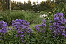 Attēlu rezultāti vaicājumam “Campanula glomerata”