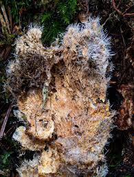 Attēlu rezultāti vaicājumam “Tilachlidium brachiatum”