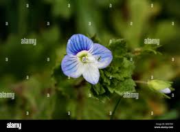 Attēlu rezultāti vaicājumam “Veronica filiformis flower”