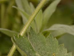 Attēlu rezultāti vaicājumam “Ranunculus lanuginosus leaf”