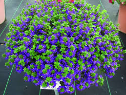 Attēlu rezultāti vaicājumam “Scardia boletella exuvia”