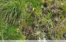 Attēlu rezultāti vaicājumam “Jungermannia sphaerocarpa”