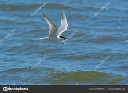 Attēlu rezultāti vaicājumam “Sterna sandvicensis”