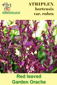 Image result for Atriplex hortensis