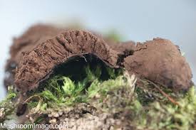 Attēlu rezultāti vaicājumam “Symphytocarpus flaccidus sessile”