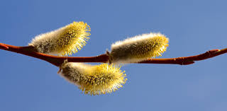 Attēlu rezultāti vaicājumam “Salix daphnoides subsp. acutifolia bud”