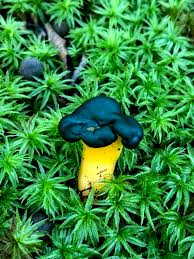 Attēlu rezultāti vaicājumam “Leotia lubrica”