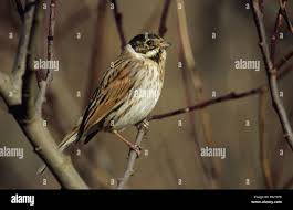 Attēlu rezultāti vaicājumam “Emberiza schoeniclus male”