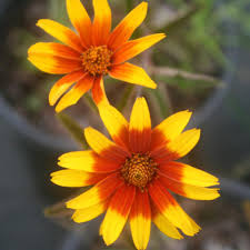 Image result for Heliopsis scabra