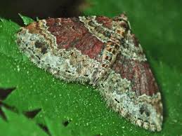 Attēlu rezultāti vaicājumam “Xanthorhoe spadicearia”