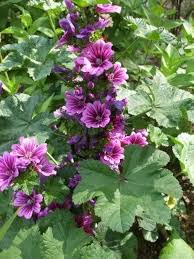 Image result for Malva sylvestris var. mauritiana