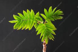 Attēlu rezultāti vaicājumam “Fraxinus excelsior leaf”