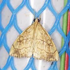 Attēlu rezultāti vaicājumam “Evergestis pallidata”