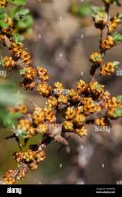 Attēlu rezultāti vaicājumam “Hippophae rhamnoides female flower”
