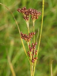 Attēlu rezultāti vaicājumam “Juncus conglomeratus fruit”