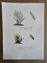 Attēlu rezultāti vaicājumam “Dicranum spurium”