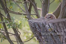 Attēlu rezultāti vaicājumam “Strix aluco juvenile”