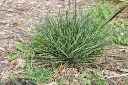 Attēlu rezultāti vaicājumam “Sesleria caerulea”