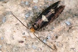 Attēlu rezultāti vaicājumam “Incurvaria oehlmanniella”