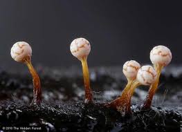 Attēlu rezultāti vaicājumam “Trichia contorta spores”