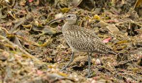 Attēlu rezultāti vaicājumam “Numenius phaeopus adult”