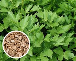 Attēlu rezultāti vaicājumam “Levisticum officinale”