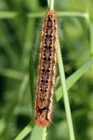 Attēlu rezultāti vaicājumam “Euthrix potatoria imago”