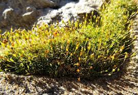 Attēlu rezultāti vaicājumam “Tortula truncata”