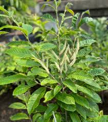 Attēlu rezultāti vaicājumam “Castanea sativa”