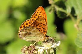 Attēlu rezultāti vaicājumam “Argynnis paphia male”