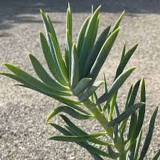 Attēlu rezultāti vaicājumam “Senecio”