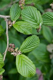 Attēlu rezultāti vaicājumam “Hamamelis”