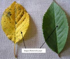 Attēlu rezultāti vaicājumam “Cerasus leaf”