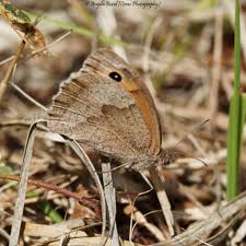 Attēlu rezultāti vaicājumam “Maniola jurtina female”