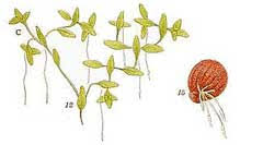 Attēlu rezultāti vaicājumam “Lemna trisulca”